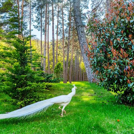 Bioli Wellness Resort Kojori Εξωτερικό φωτογραφία
