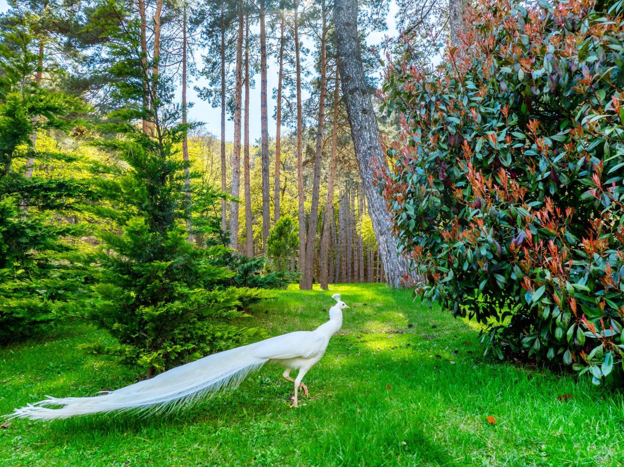 Bioli Wellness Resort Kojori Εξωτερικό φωτογραφία
